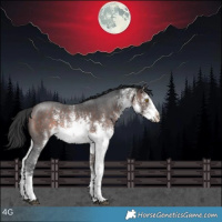 Horse Color:White Spotted Bay Sabino 