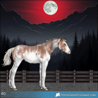 Horse Color:White Spotted Silver Bay Sabino Rabicano 