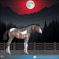 Horse Color:Bay Sabino Tobiano