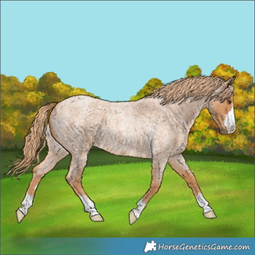 Horse Color:Red Roan 