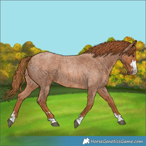 Horse Color:Red Roan 