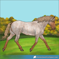 Horse Color:Red Roan