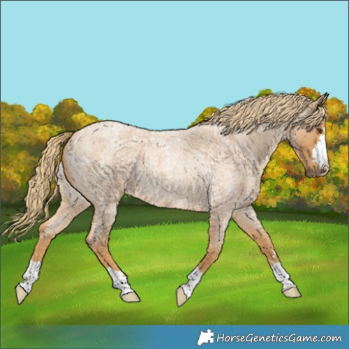 Horse Color:Red Roan 