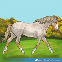 Horse Color:Red Roan