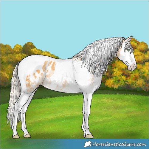 Horse Color:White Spotted Gold Cream Champagne Splash Tobiano Appaloosa Rabicano