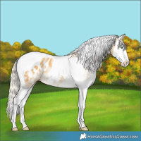 Horse Color:White Spotted Gold Cream Champagne Splash Tobiano Appaloosa Rabicano 