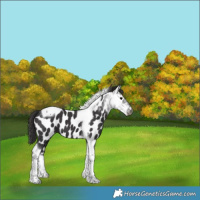 Horse Color:Smoky Black Tobiano Appaloosa