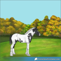 Horse Color:Black Tobiano Appaloosa