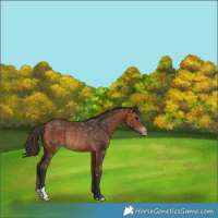 Horse Color:Bay Appaloosa Rabicano 