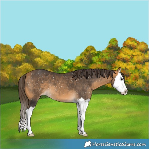 Horse Color:Buckskin Splash Appaloosa 