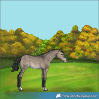 Horse Color:Brown Dun Appaloosa 