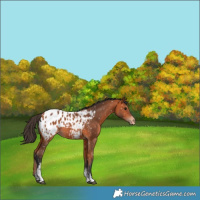 Horse Color:White Spotted Bay Appaloosa