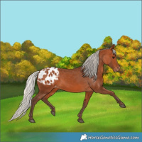 Horse Color:Silver Bay Appaloosa 