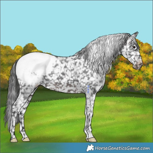 Horse Color:Brown Appaloosa 