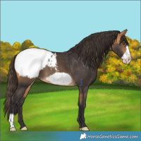 Horse Color:Buckskin Frame Snowcap