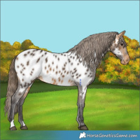 Horse Color:Buckskin Appaloosa 