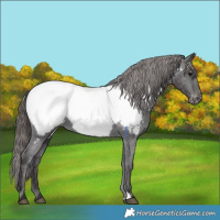 Horse Color:Smoky Black Near Fewspot