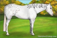 Horse Color:Chestnut Appaloosa