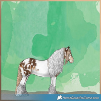 Horse Color:Chocolate Palomino Tobiano Near Leopard 