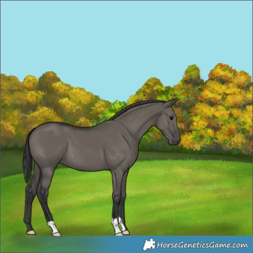 Horse Color:Grullo 