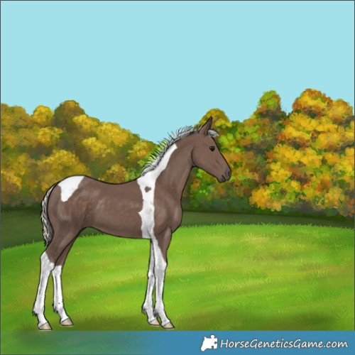 Horse Color:Silver Black Tobiano 