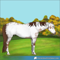 Horse Color:Gray Red Roan Frame Appaloosa 