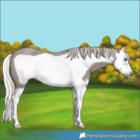 Horse Color:Silver Smoky Blue Roan Splash Frame