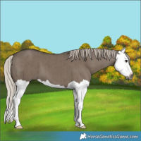 Horse Color:Gray Silver Grullo Splash Brindle 