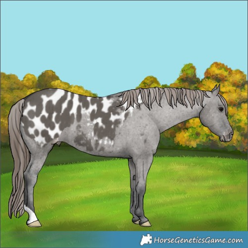 Horse Color:Grullo Appaloosa Brindle 