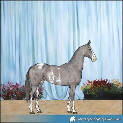 Horse Color:Smoky Grullo Sabino Appaloosa Brindle