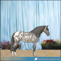 Horse Color:Buckskin Roan Dun Blanket Rabicano 