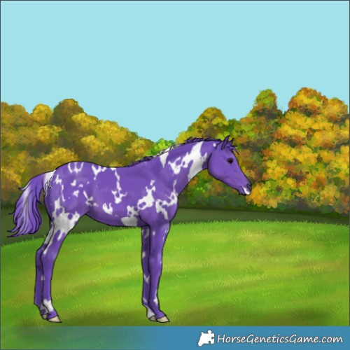 Horse Color:Watercolor White Spotted Black 