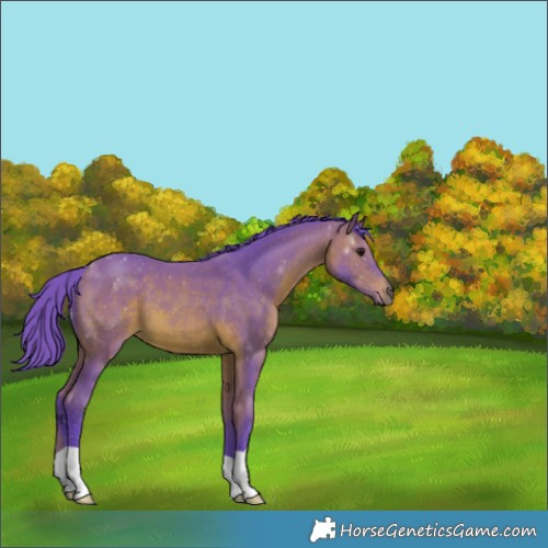 Horse Color:Watercolor Bay 