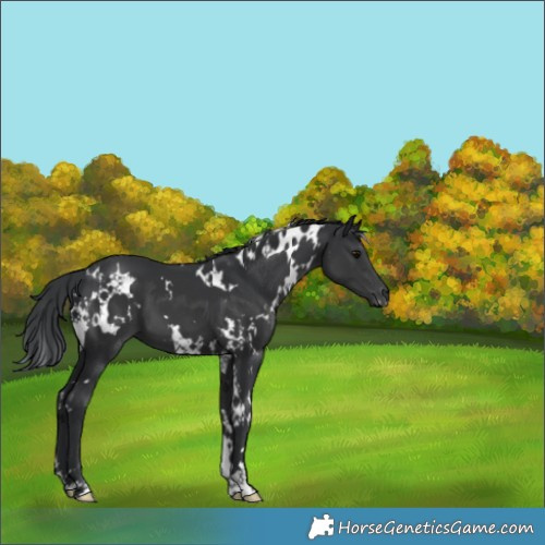 Horse Color:White Spotted Black 