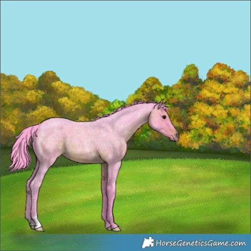 Horse Color:Watercolor Brown Roan 