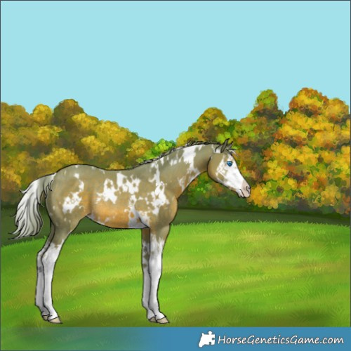 Horse Color:Watercolor White Spotted Chestnut Splash Rabicano 