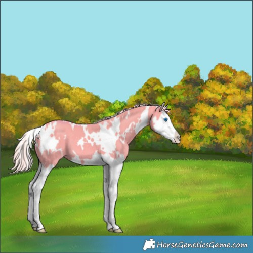 Horse Color:Watercolor White Spotted Silver Smoky Grullo Splash 