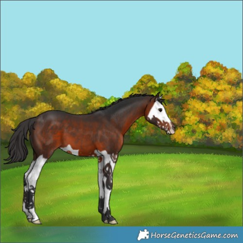Horse Color:Brown Splash 