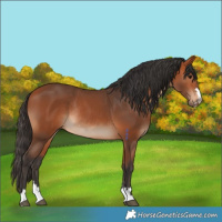 Horse Color:Bay Rabicano 