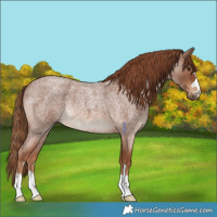 Horse Color:Red Roan Rabicano 
