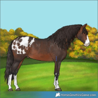 Horse Color:Bay Mushroom Appaloosa