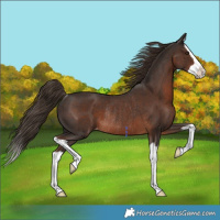 Horse Color:Liver Chestnut Splash Appaloosa Rabicano 