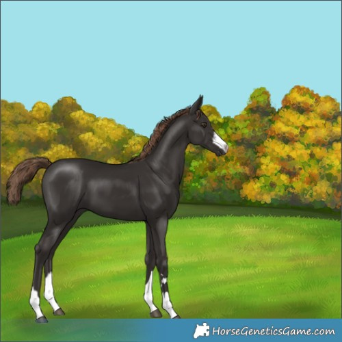 Horse Color:Liver Chestnut 