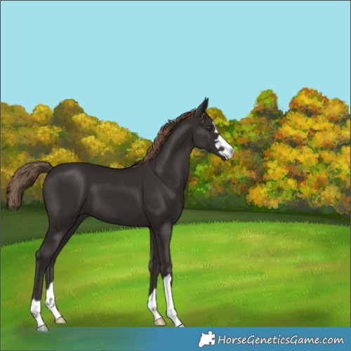 Horse Color:Liver Chestnut 
