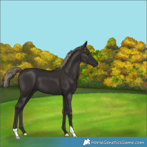 Horse Color:Liver Chestnut 