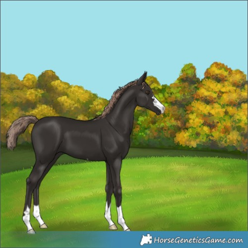 Horse Color:Liver Chestnut 
