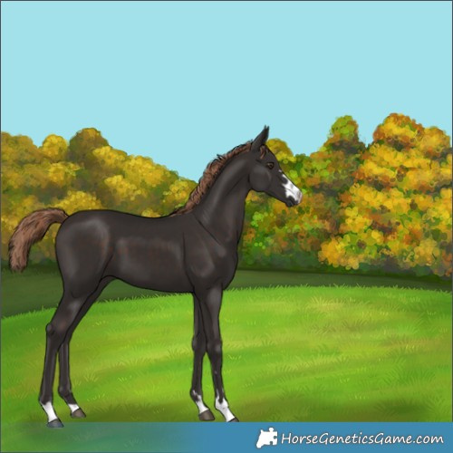 Horse Color:Liver Chestnut