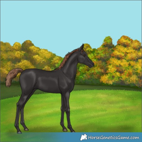 Horse Color:Liver Chestnut