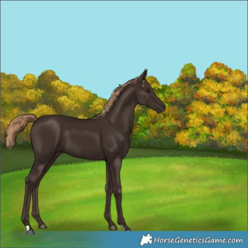 Horse Color:Liver Chestnut 