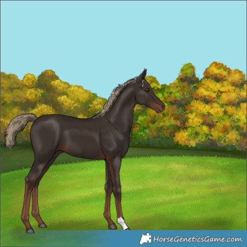 Horse Color:Liver Chestnut 